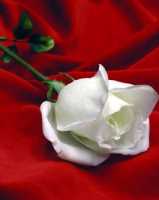 El Portal del Amor ::: Un Ramo De Rosas Blancas